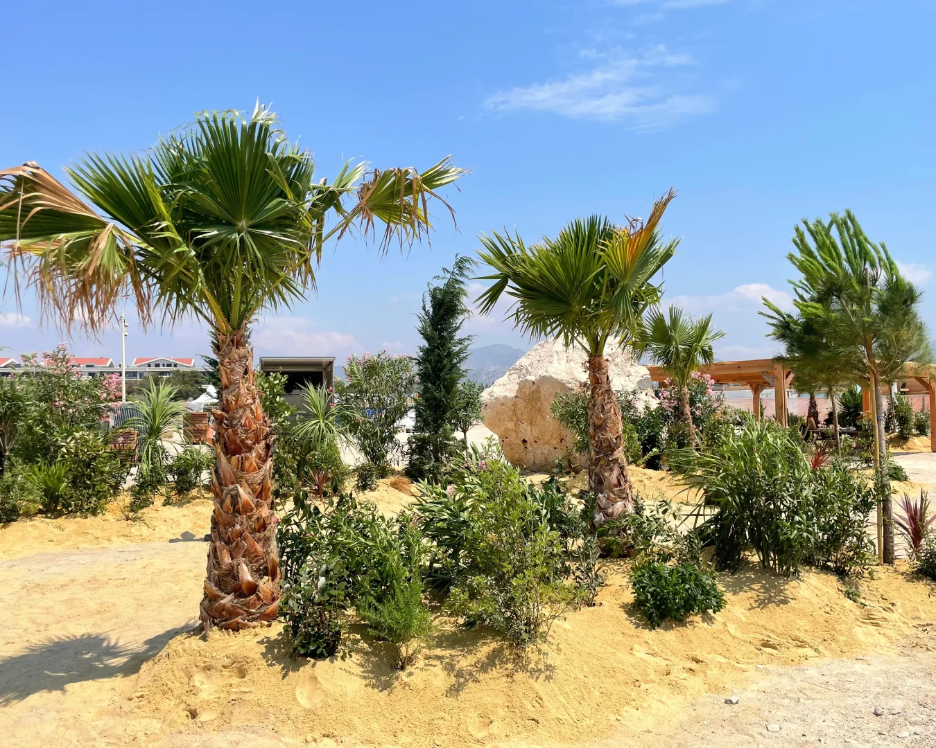 Agence M Com Marseille Decoration Florale Ricard Amenagement Jardin Terrasse Eentretien Location realisation plantation palmier massif paysager jo marseille 3