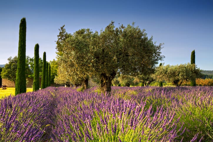 Decoration Florale Ricard Plantes Mediterraneennes Jardin PACA